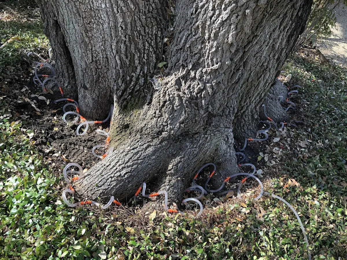 Detailed Tree Cabling and Bracing job site in Kendrick